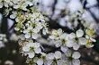 10 melhores arbustos do país florescendo flores brancas