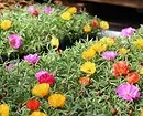 Qué flores para plantar florecer todo el verano: 15 mejores opciones 10742_19