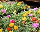 Quali fiori per piantare per fiorire tutta l'estate: 15 migliori opzioni 10742_19