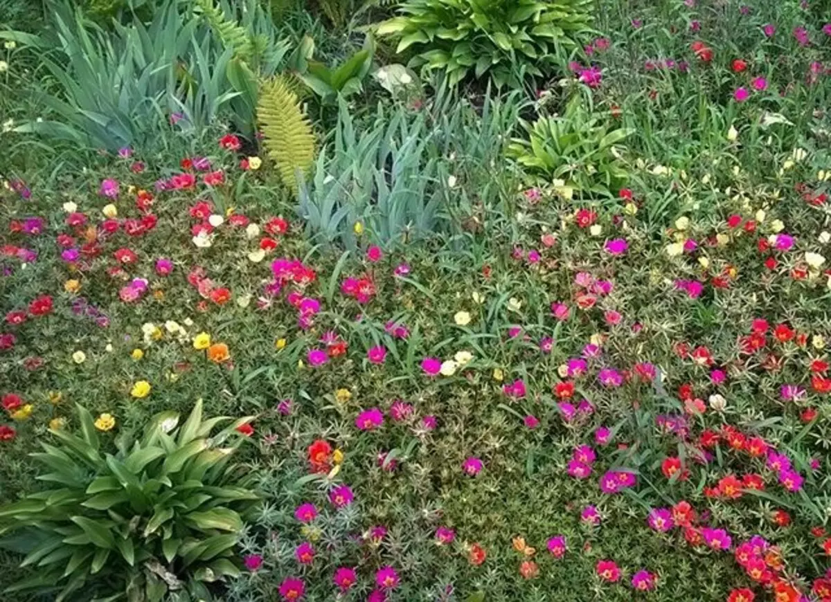 Qué flores para plantar florecer todo el verano: 15 mejores opciones 10742_24