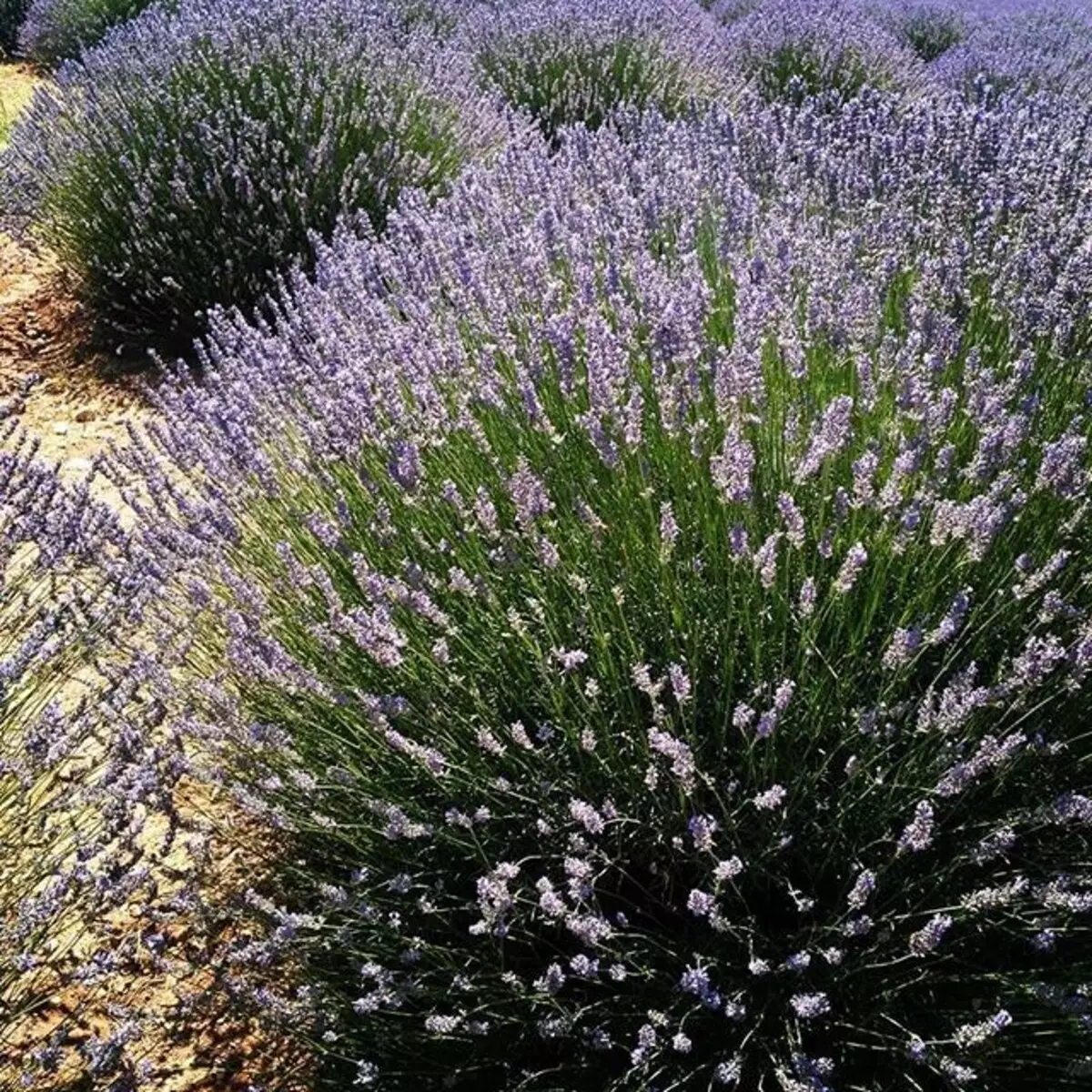 Quali fiori per piantare per fiorire tutta l'estate: 15 migliori opzioni 10742_32