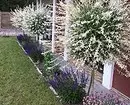 Quali fiori per piantare per fiorire tutta l'estate: 15 migliori opzioni 10742_36