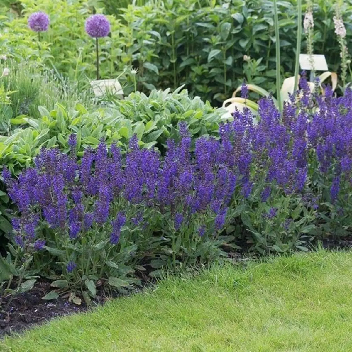 Hvilke blomster å plante for å blomstre hele sommeren: 15 beste alternativer 10742_42