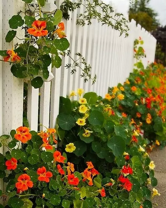 Qué flores para plantar florecer todo el verano: 15 mejores opciones 10742_47