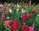 Hvilke blomster å plante for å blomstre hele sommeren: 15 beste alternativer 10742_50