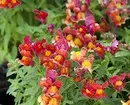 Quali fiori per piantare per fiorire tutta l'estate: 15 migliori opzioni 10742_51