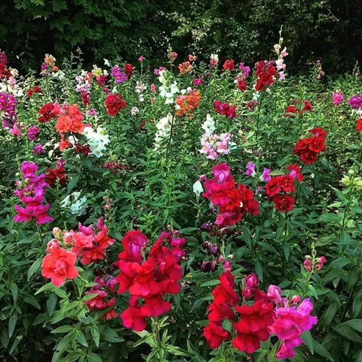 Hvilke blomster å plante for å blomstre hele sommeren: 15 beste alternativer 10742_53