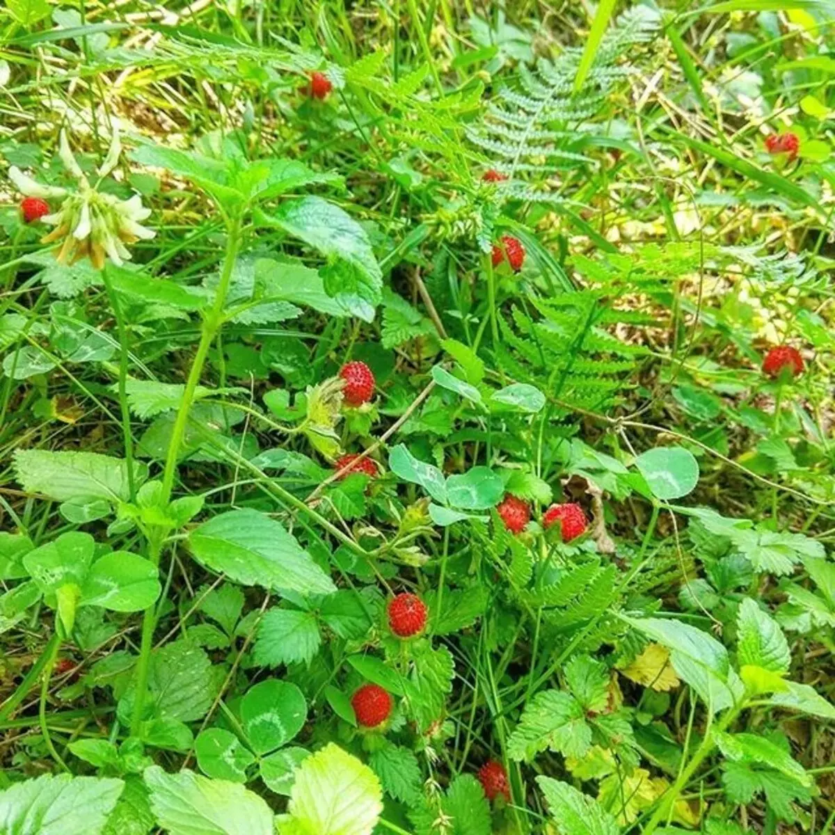 Qué flores para plantar florecer todo el verano: 15 mejores opciones 10742_60