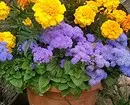 Qué flores para plantar florecer todo el verano: 15 mejores opciones 10742_67