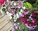 Qué flores para plantar florecer todo el verano: 15 mejores opciones 10742_7