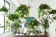 7 plantas rizadas que puedes crecer fácilmente en el apartamento.