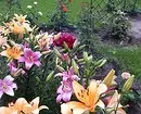 Qué flores para plantar florecer todo el verano: 15 mejores opciones 10742_74
