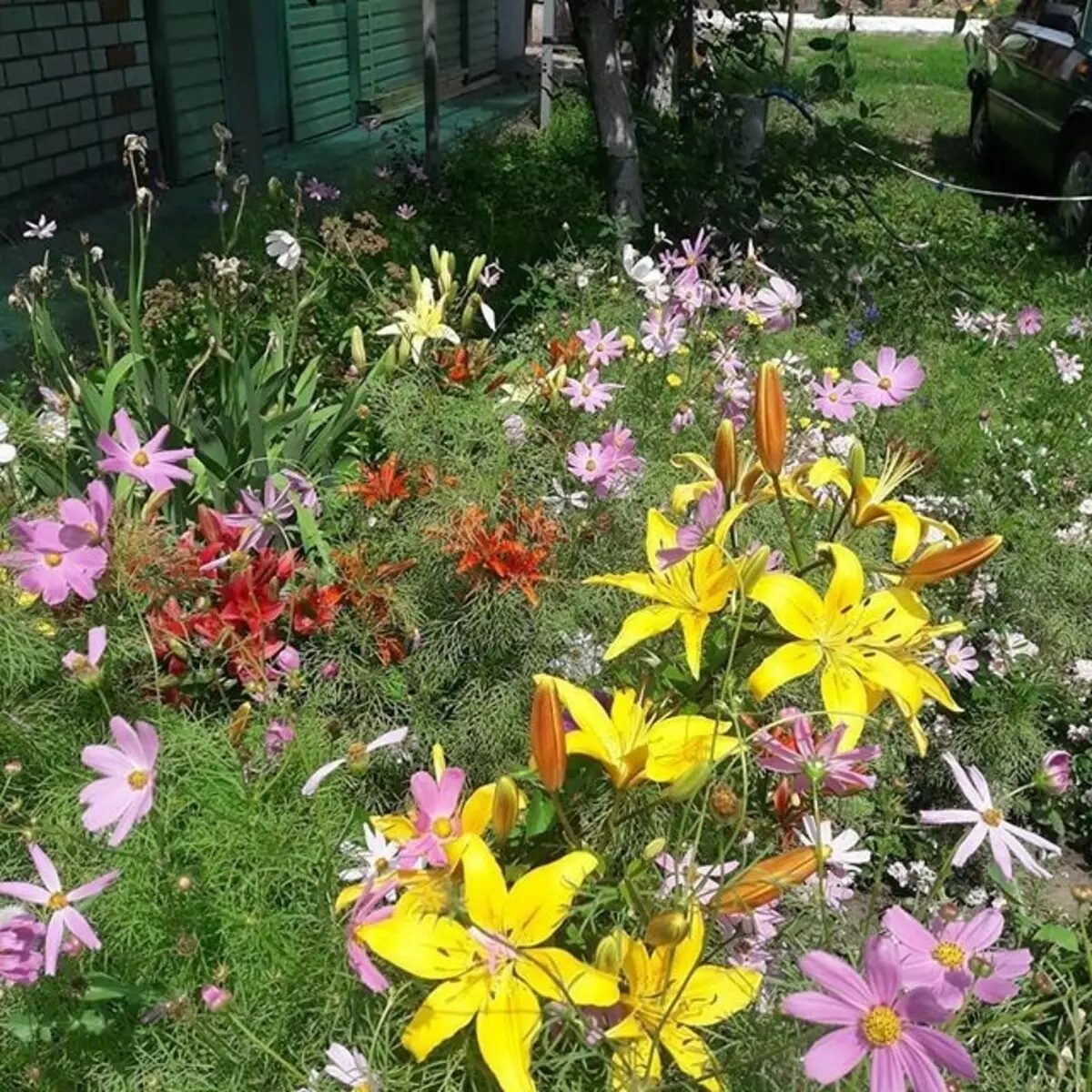 Wat Blummen ze planzen fir all Summer ze bléien: 15 bescht Optiounen 10742_79