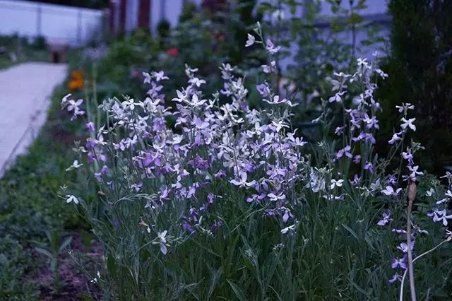 夏のすべての夏に植える花：15のベストオプション 10742_93