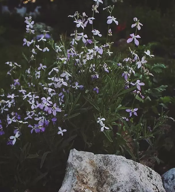 Quali fiori per piantare per fiorire tutta l'estate: 15 migliori opzioni 10742_94