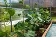 Kinokolekta namin ang isang drip irrigation system para sa greenhouses mula sa isang bariles para sa 3 hakbang