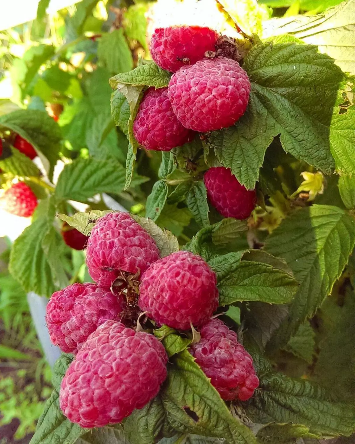 Raspberry tufișuri - ce să facă în iulie