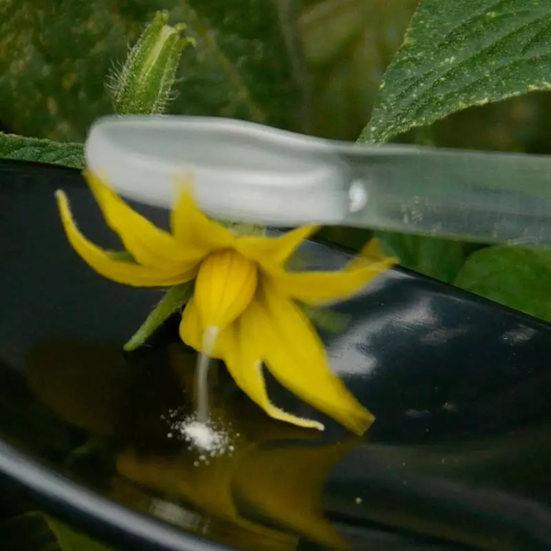 Pollinateur de jardin électronique pour donner