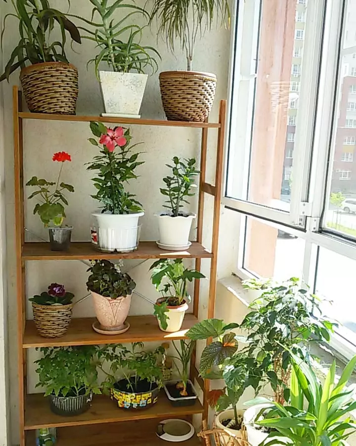 Petit jardin élégant sur le balcon de la ville: photo