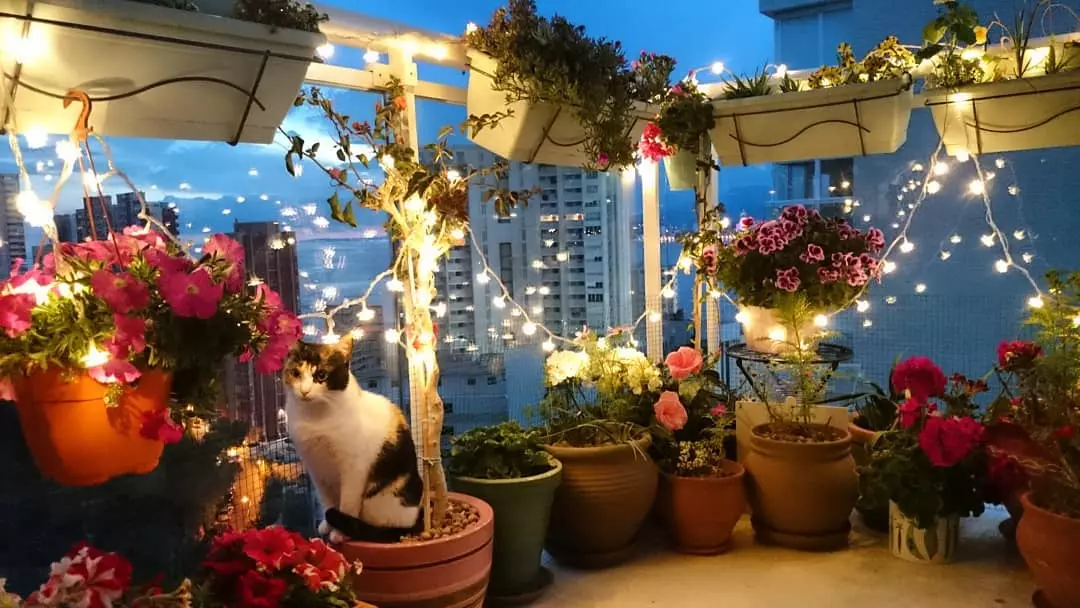 Petit jardin élégant sur le balcon de la ville: photo