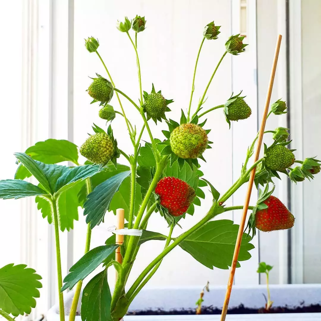 Kleine stijlvolle tuin op het balkon van de stad: foto