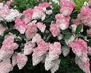 10 best decorative shrubs for giving 10902_14