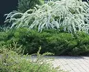 10 melhores arbustos decorativos para dar 10902_21