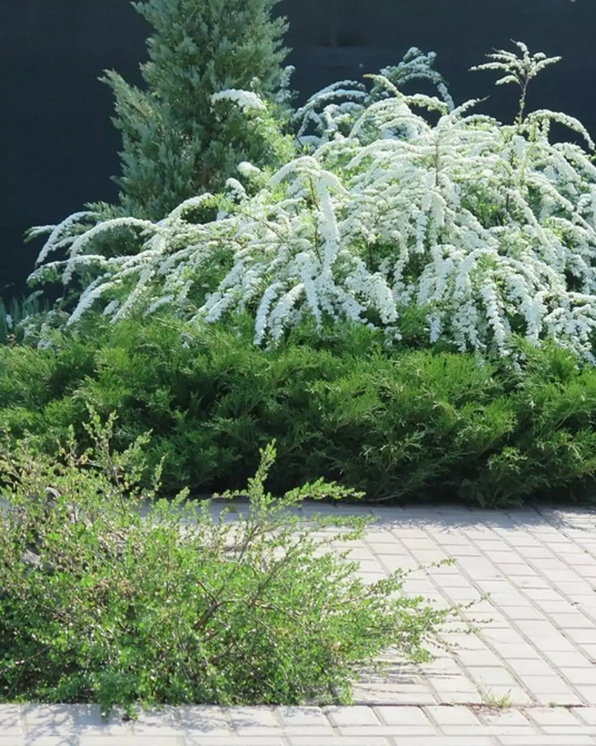 10 meilleurs arbustes décoratifs pour donner 10902_23