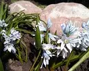 20 кращих багаторічних квітів для дачі 10928_18