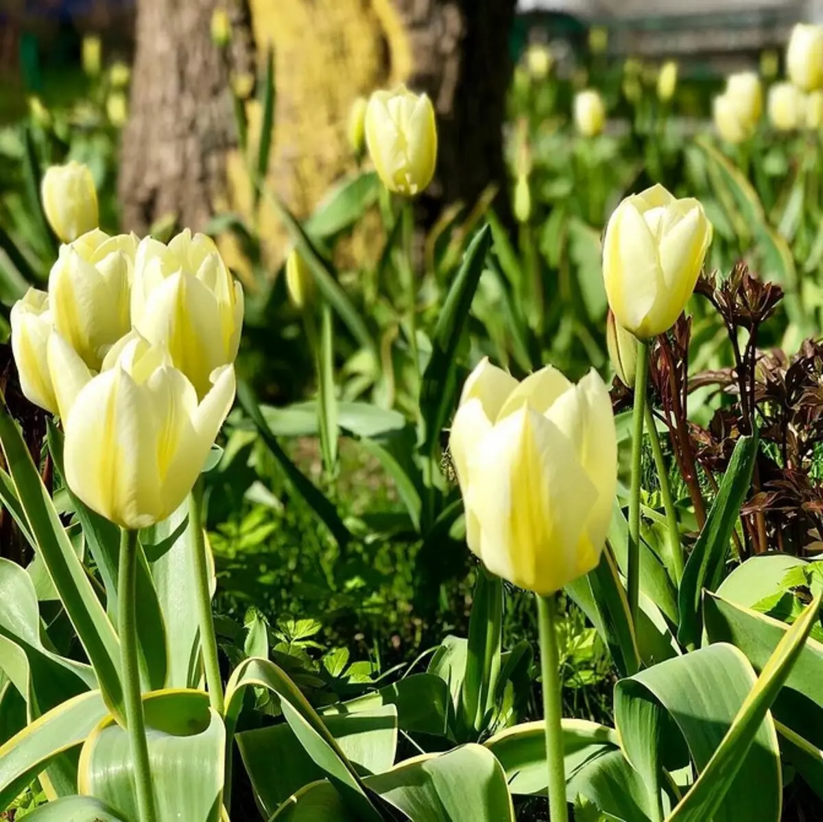 20 најбољих вишегодишњих боја за давање 10928_28