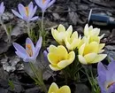 20 кращих багаторічних квітів для дачі 10928_5