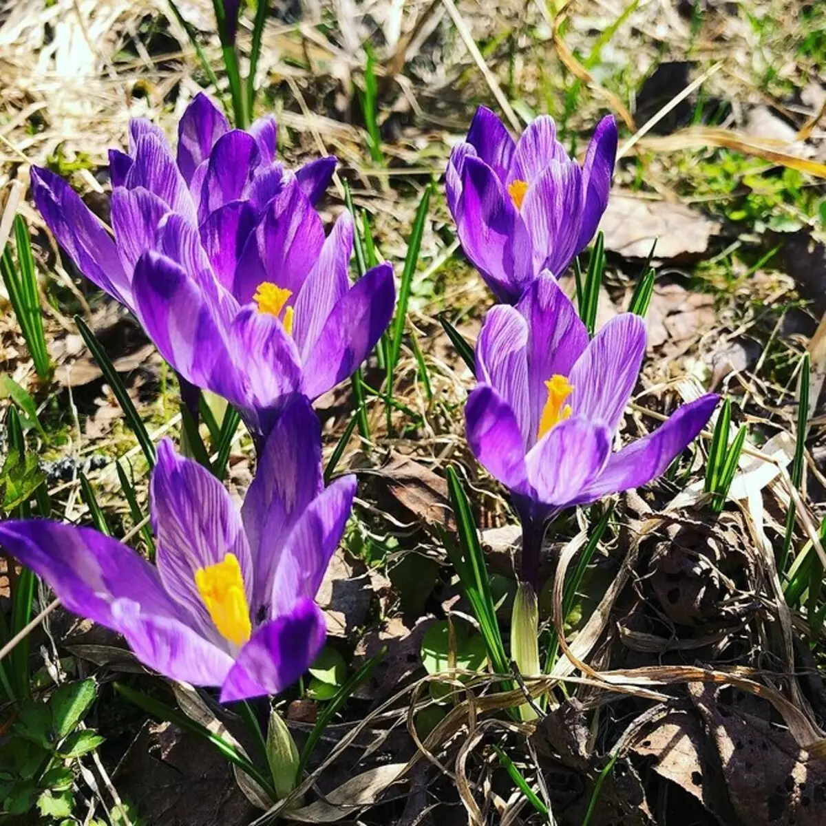 20 kolore iraunkorreko kolore onenak emateko 10928_7