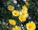 20 кращих багаторічних квітів для дачі 10928_73