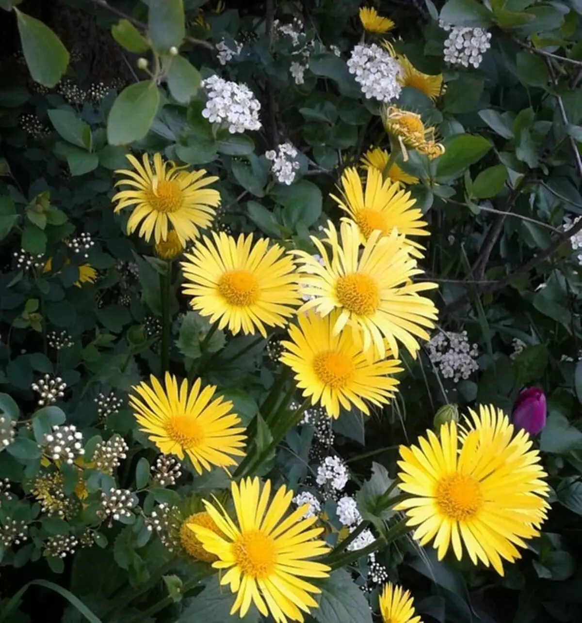 20 кращих багаторічних квітів для дачі 10928_76