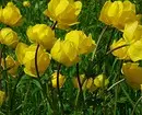 20 кращих багаторічних квітів для дачі 10928_88
