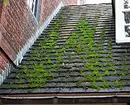 Moss op die dak: Wat om te doen? 11011_3
