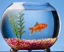 Hoe te versieren aquarium: 40 interessante opties 11014_2