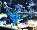 Hoe te versieren aquarium: 40 interessante opties 11014_22