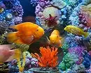 Hoe te versieren aquarium: 40 interessante opties 11014_34