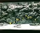 Conas a aquarium a mhaisiú: 40 rogha spéisiúla 11014_35