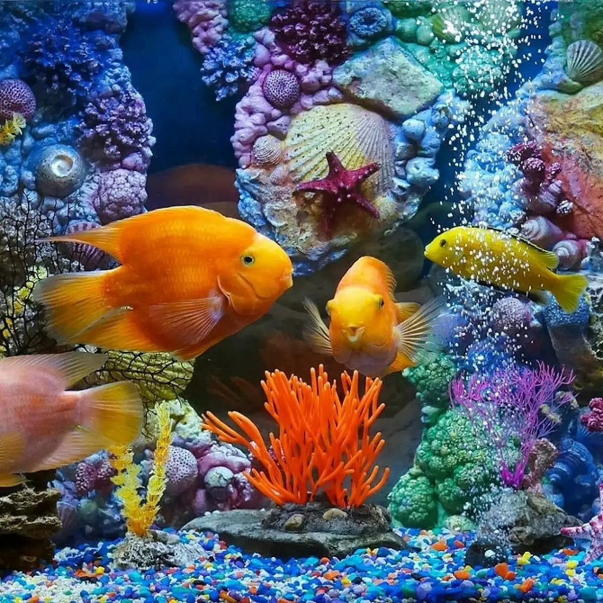 Aquarium çawa Decorate: 40 Vebijarkên balkêş 11014_42