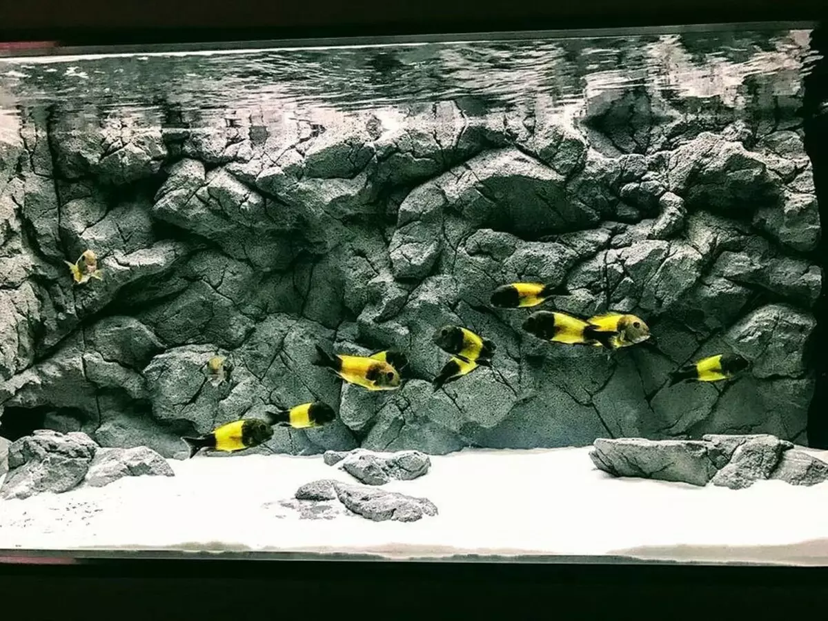 Conas a aquarium a mhaisiú: 40 rogha spéisiúla 11014_43