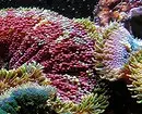 Hoe te versieren aquarium: 40 interessante opties 11014_71
