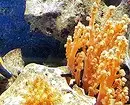 Conas a aquarium a mhaisiú: 40 rogha spéisiúla 11014_72