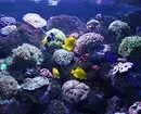 Conas a aquarium a mhaisiú: 40 rogha spéisiúla 11014_73