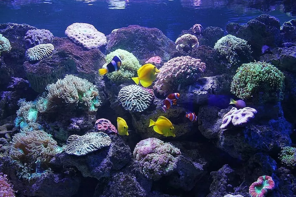 Aquarium-ийг хэрхэн засах вэ: 40 сонирхолтой сонголтууд 11014_80