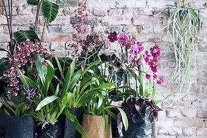 Orkid di pedalaman: bagaimana untuk menyegarkan apartmen dengan warna 11420_1