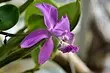Orchids gudaha: Sida loo raaco aqalka midabada 11420_4