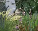 Surprise Neighbors: 6 tanaman non-standar untuk balkon 11517_25