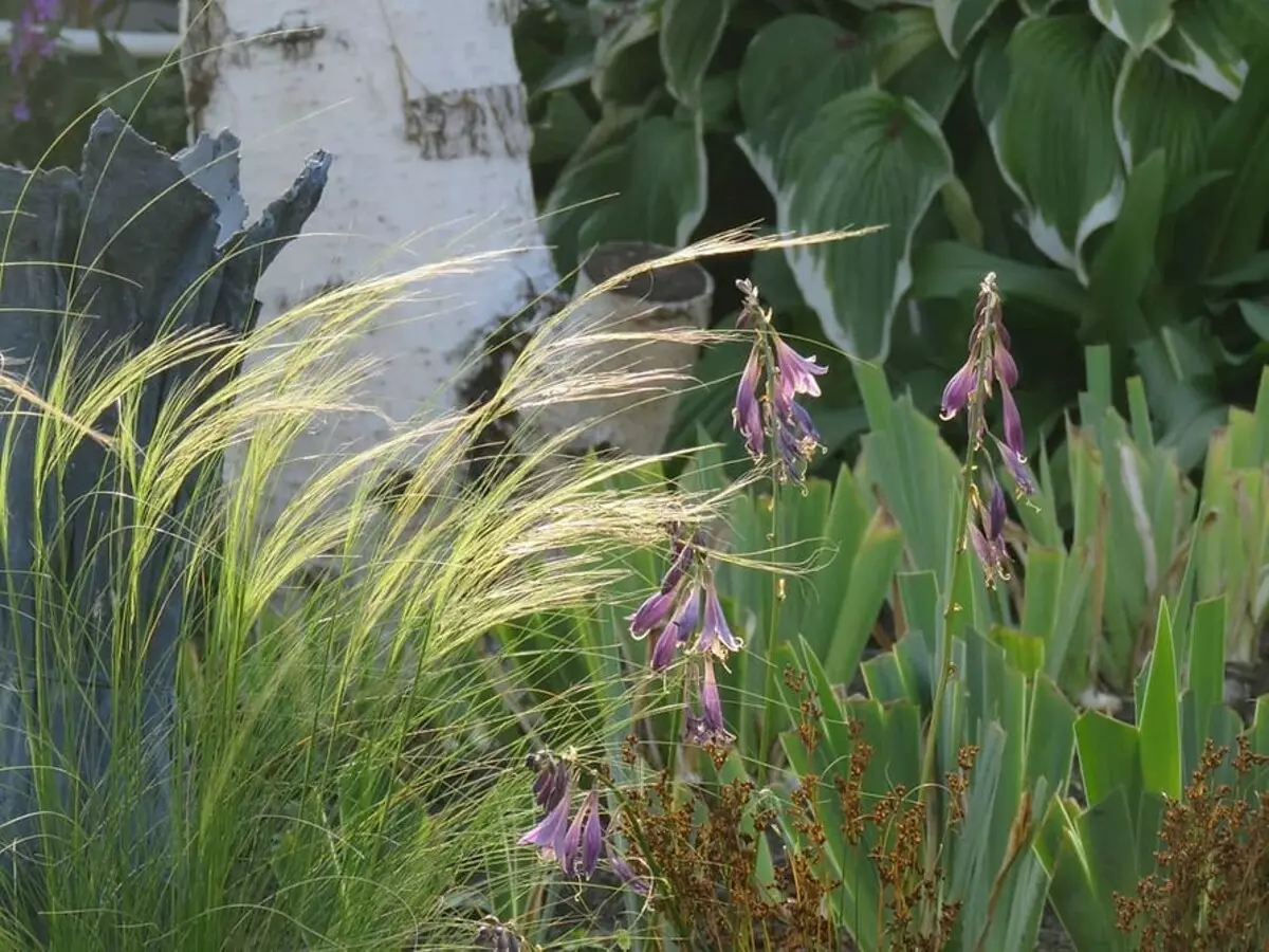 Presenetite sosede: 6 nestandardnih rastlin za balkon 11517_27